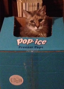 cat zoey sitting in a box